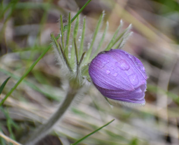 istock Flowers, Butterflies, Grasses 1369807678