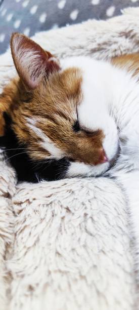 istock Cat in my house 1369807873
