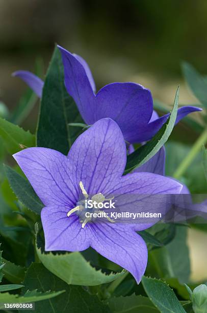 Foto de Blue Campânula e mais fotos de stock de Campanula grandiflora - Campanula grandiflora, Aberto, Abrindo
