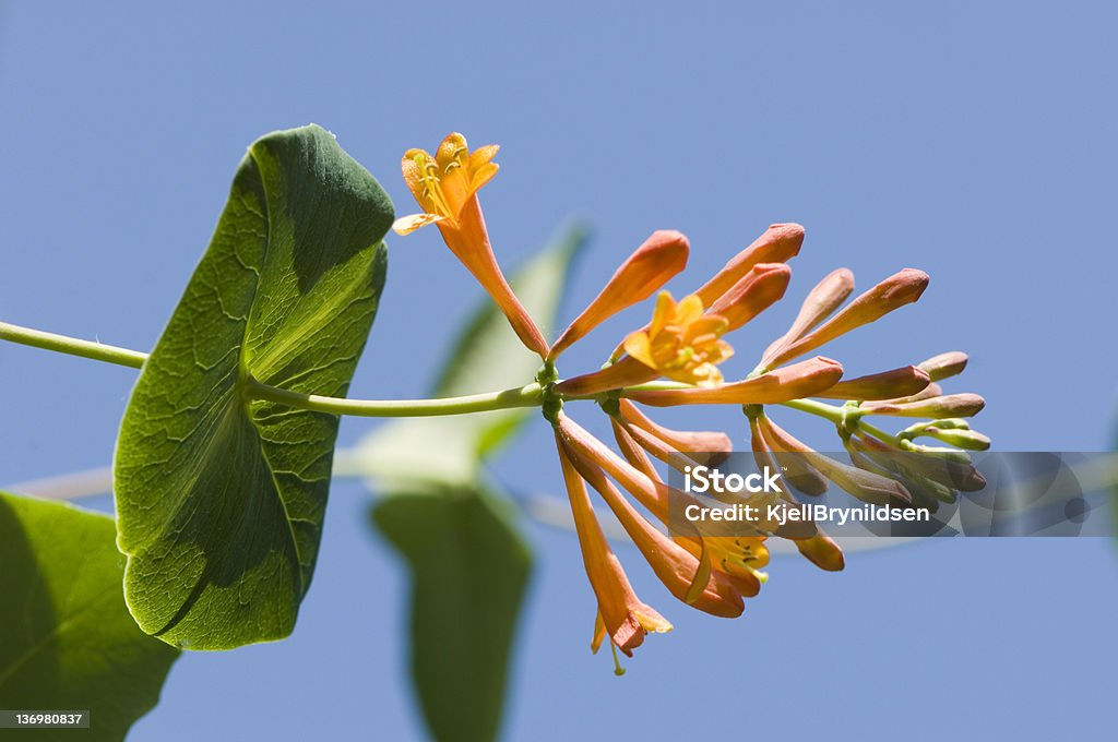 Caprifolium (Caprifoglio - Foto stock royalty-free di Aiuola