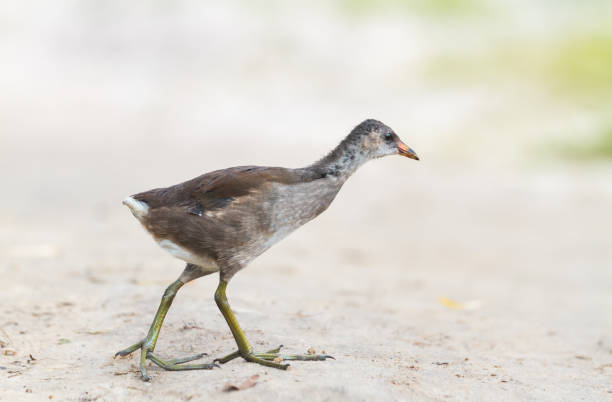 istock bird with big long fingers is walking 1369808619