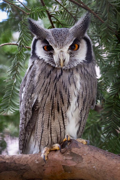 istock northern white-faced owl, Ptilopsis leucotis, birds on tree in forest 1369808885