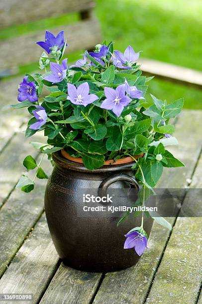 Baloon Flor En Μm Foto de stock y más banco de imágenes de Campanula grandiflora - Campanula grandiflora, Campánula, Abierto