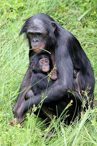monos bonobo en la naturaleza, Pan paniscus madre con bebé photo