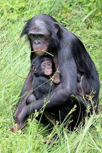 bonobo monkeys in nature, Pan paniscus mother with baby