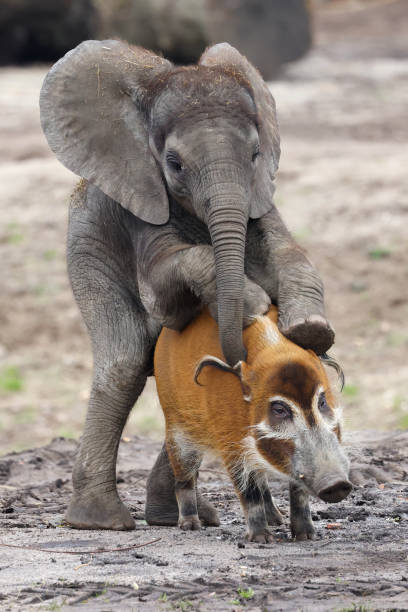 African elephant Loxodonta and red river hog, pretending copulation of animals stock photo