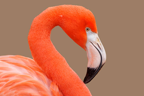 istock bright red American flamingo, close up 1369809495