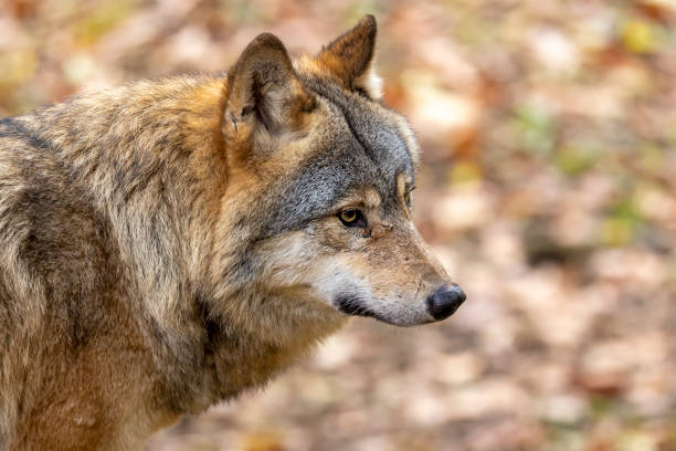 Eurasian wolf, Canis lupus lupus outdoors stock photo