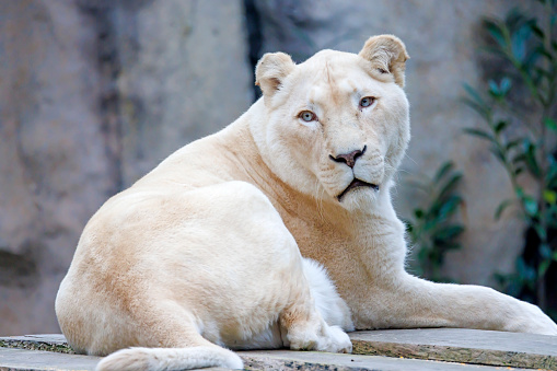 baby and his mother watching animal in the zoo