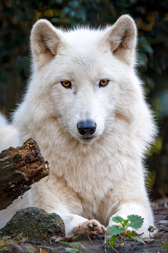 white wolf, Hudson Bay wolf, Canis lupus hudsonicus