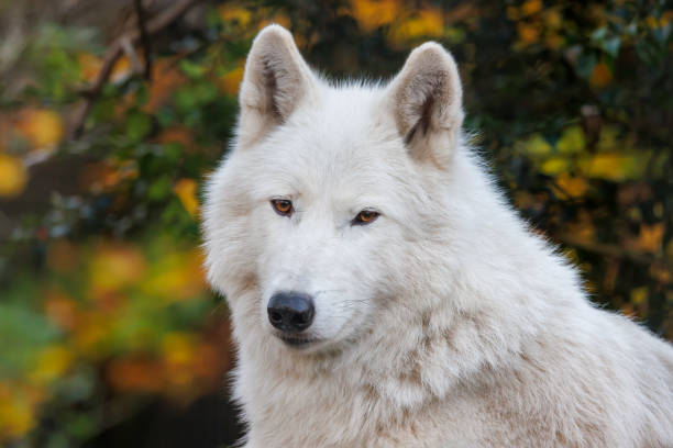 istock white wolf, Hudson Bay wolf, Canis lupus hudsonicus 1369809764