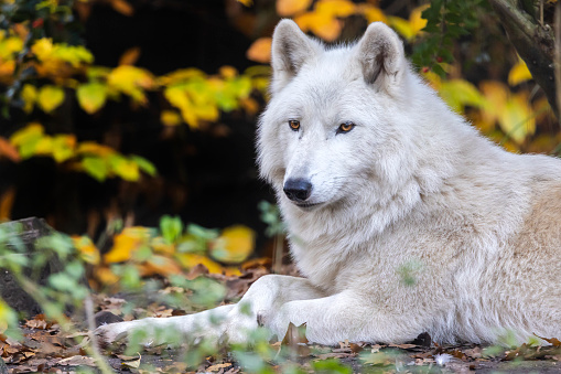 An Alaska white wolf in the wild.