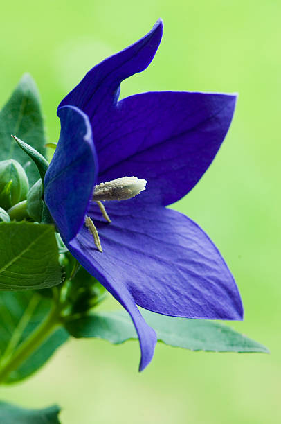 블루 초롱꽃 - campanula bluebell natures houseplant 뉴스 사진 이미지