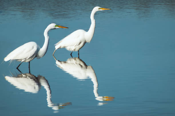 due bianco aironi ti aspettano - animal beak bird wading foto e immagini stock