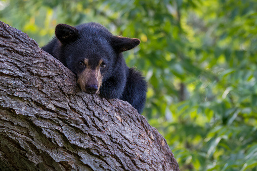 Small black bear laying in tree. Young animal