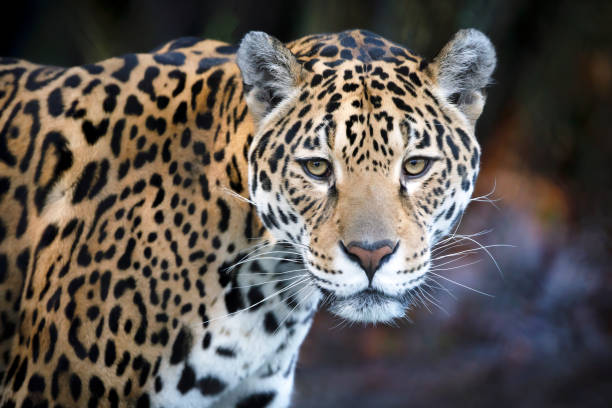 jaguar, panthera onca, close-up - jaguar - fotografias e filmes do acervo