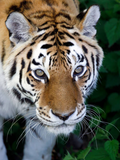 Siberian tiger, Amur tiger, Panthera tigris tigris, close up stock photo
