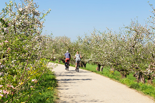 Cycling in the Dutch Betuwe through the blossoming fruit trees in the spring.