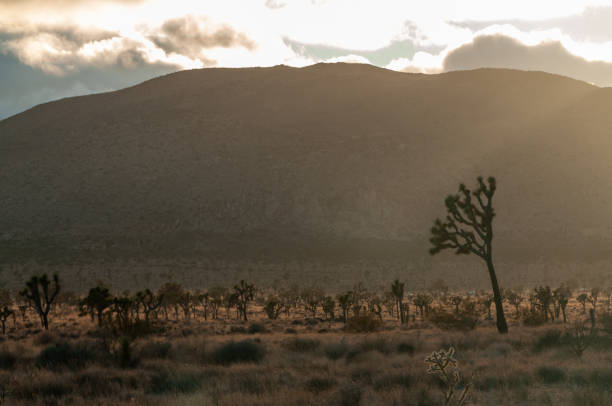 puesta de sol en joshua tree - mojave rattlesnake fotografías e imágenes de stock