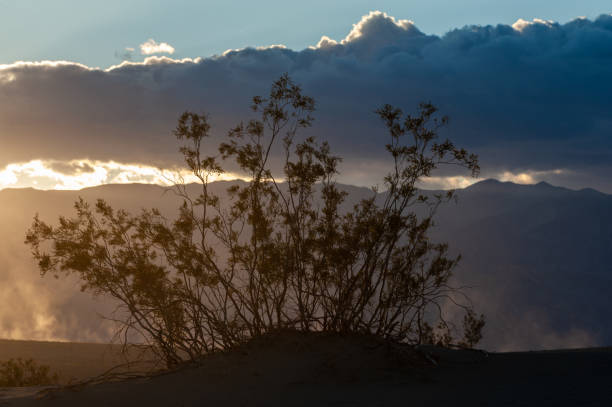 tempesta di polvere nella valle della morte - mesquite tree foto e immagini stock