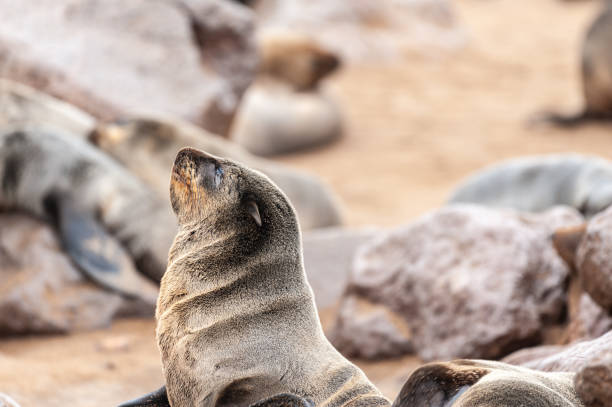 Seals resting on a beach along the Nabibian Skeleton Coast Closeup of a seal resting on a beach in Namibia swakopmund photos stock pictures, royalty-free photos & images