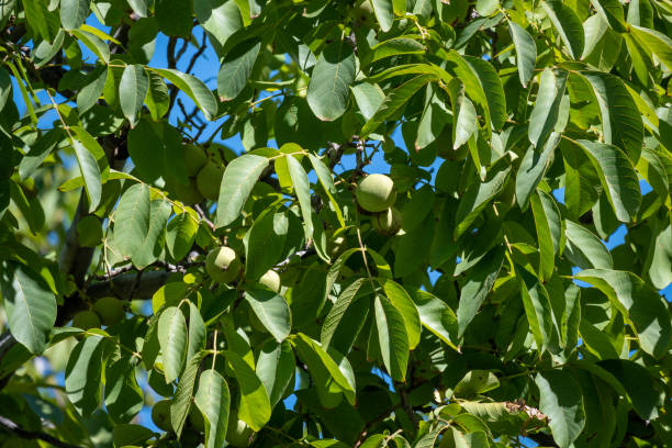 Close-up of walnut leaves and green walnuts.