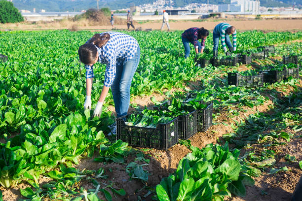 istock Female worker harvesting swiss chard on field 1369815586