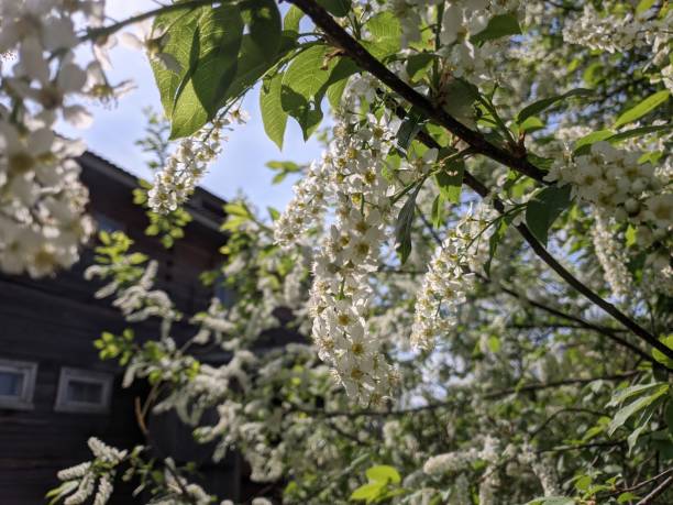 istock Bird cherry blossoming branch in he russian village 1369815885