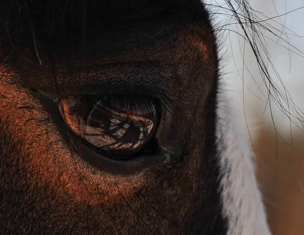 reflection of photographer and horses in the Clydesdale close up of his eye