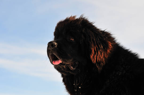 istock Touch of Newfoundland Pup 1369816102