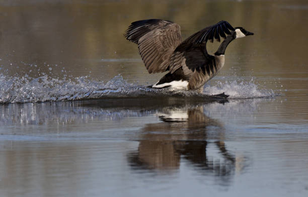 istock Canada Goose landing with water trail splashes 1369818875