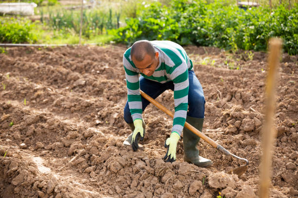 istock Worker cultivates garden beds with hoe 1369819597