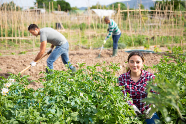 istock Hispanic female gardener picking potato beetles from bushes 1369819632