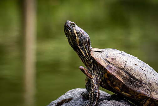 Turtle standing on a rock in the middle of a pond in Seattle, Washington