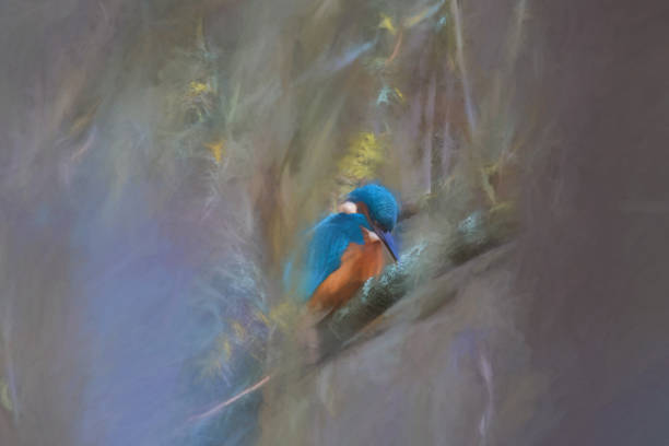 istock A common Eurasian kingfisher, Alcedo atthis perched by a pond. 1369820284