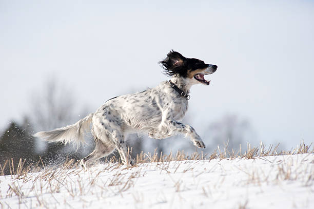 setter inglés en el campo - foto de stock