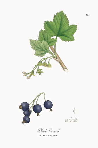 Very Rare, Beautifully Illustrated Antique Engraved and Hand Colored Victorian Botanical Illustration of Black Currant, Ribes nigrum, 1863 Plants. Plate 523, Published in 1863. Source: Original edition from my own archives. Copyright has expired on this artwork. Digitally restored.