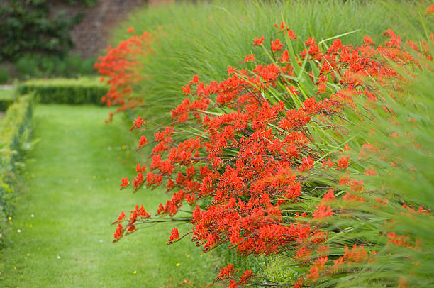 red crocosmia flower bed red crocosmia flower bed in a formal garden crocosmia stock pictures, royalty-free photos & images
