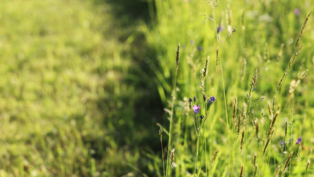 istock Soft focus, border of mow grass field plants 1369825044