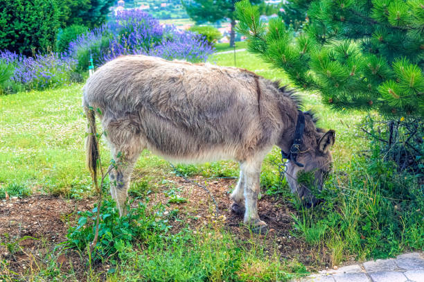 istock The domestic donkey with leather collar. 1369825953