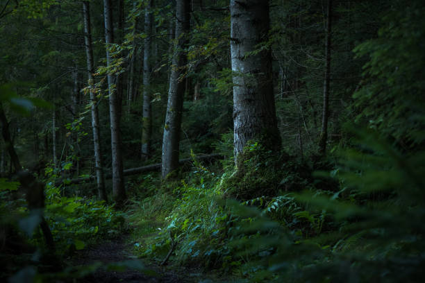 istock deep forest atmospheric moody green wood land mystic environment space with focus on a tree bark with a lot of plants 1369827330