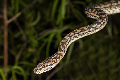 Murray Darling Carpet Python Stock Photo - Download Image Now ...