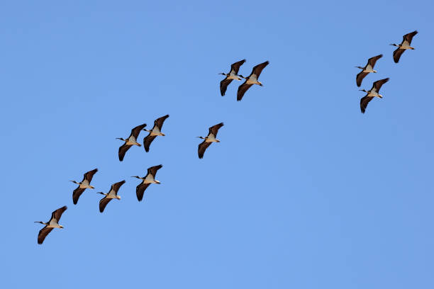 istock Straw-necked Ibis in flight 1369827945