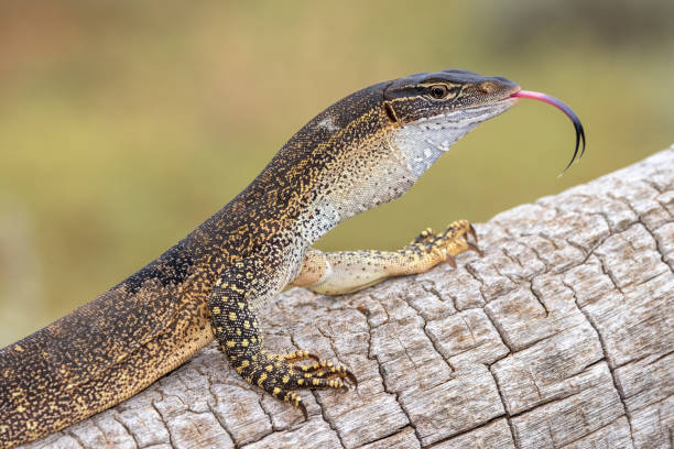 istock Sand Monitor 1369828052