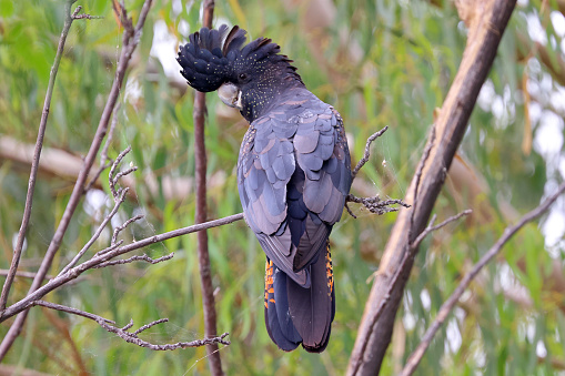 Female Australian Red-tailed Black Cockatoo