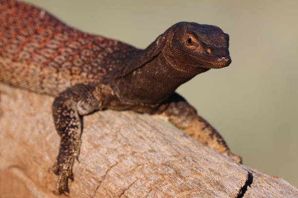 istock Black-headed Monitor 1369828148