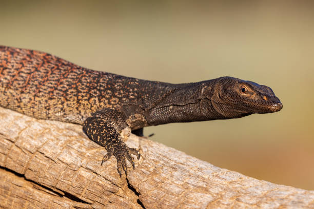 istock Black-headed Monitor 1369828178