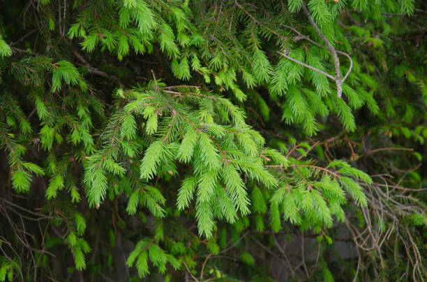 jeunes pommes de pin jaunes sur les branches - pinaceous photos et images de collection