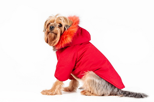 Cute yorkshire terrier in red jacket with hood sitting isolated on white background