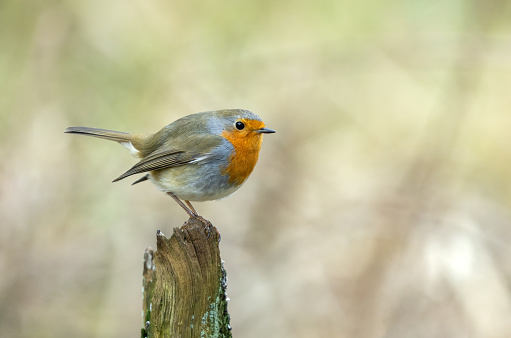 A wild Robin Redbreast sitting in the forest. This is a friendly songbird famous for its red breast. This bird is often associated with Christmas. This forest is located in Preston, Lancashire.
